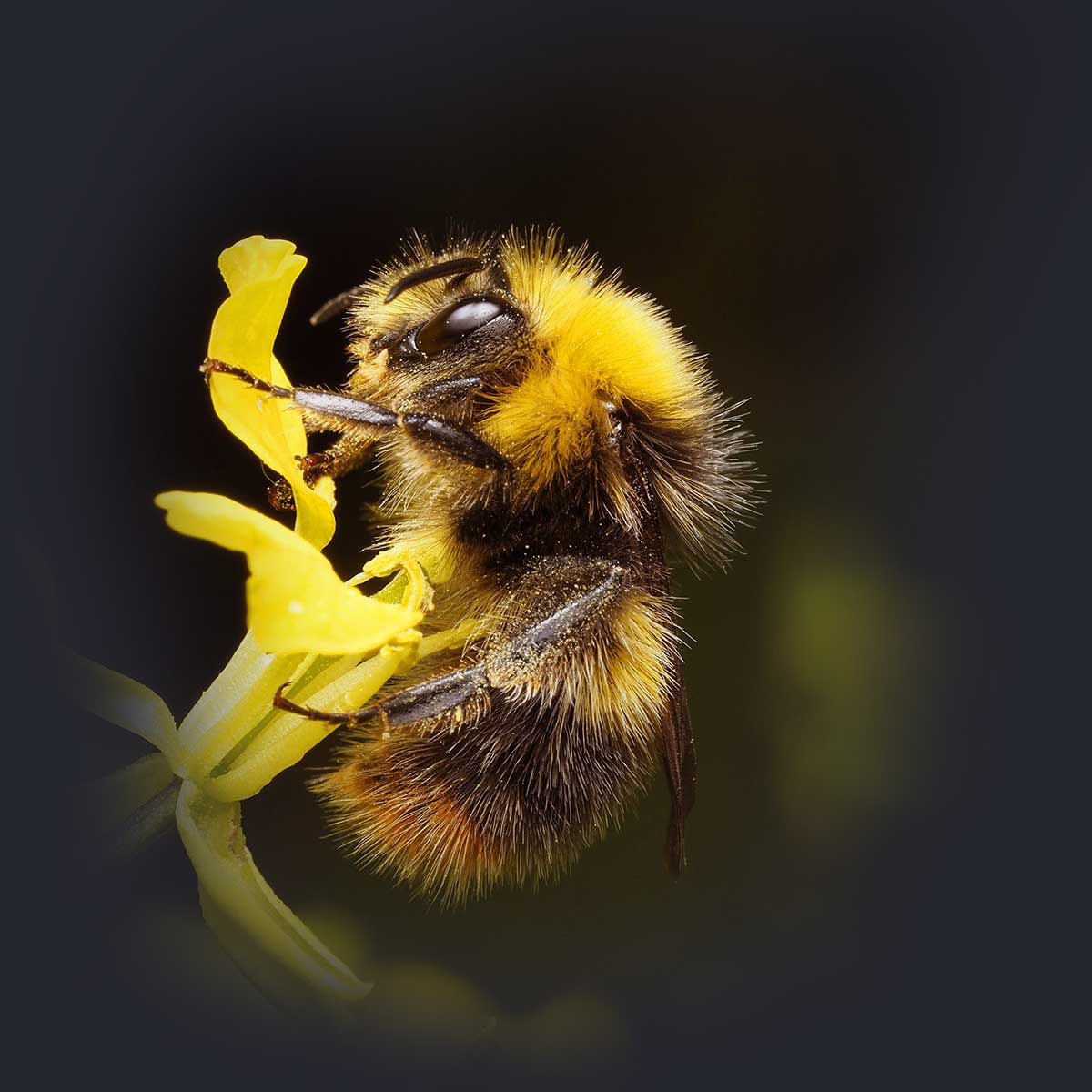 Hummel auf gelber Blume (© Ali Goode)